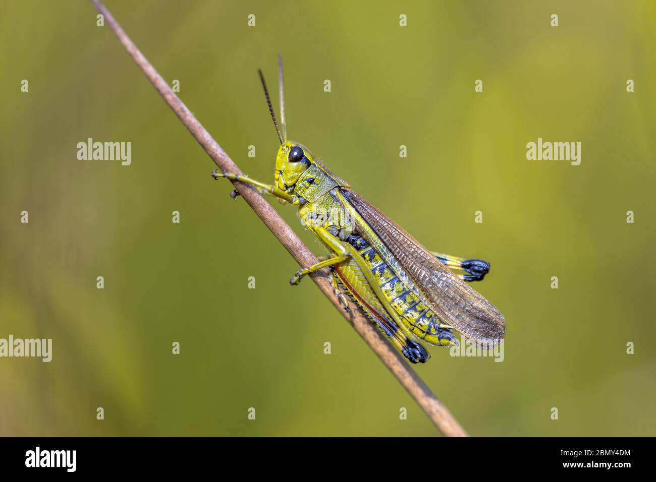 Grand sauterelle de marais (Stethophyma grossum) perchée sur une branche sur fond vert tranquille Banque D'Images