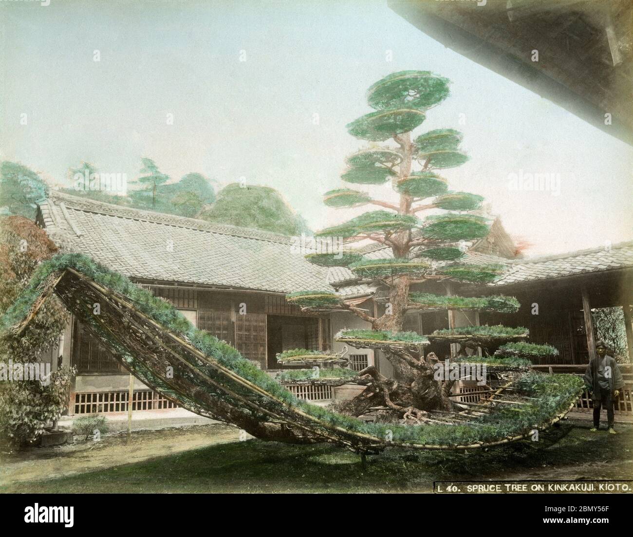 [ 1890 Japon - PIN japonais qui ressemble à un bateau ] — Rikushu (bateau sur terre) pin (陸舟ノ松) dans le jardin du Shoin salle à dessin (書院の庭園) au temple bouddhiste Zen Kinkaku-ji (金閣寺), également connu sous le nom de Temple du Pavillon d'or, à Kyoto. Kinkaku-ji a été construit en 1397 comme villa de retraite pour Shogun Ashikaga Yoshimitsu. Son fils, le shogun Ashikaga Yoshimochi, l'a converti en temple Zen de l'école Rinzai. photographie d'albumine vintage du xixe siècle. Banque D'Images