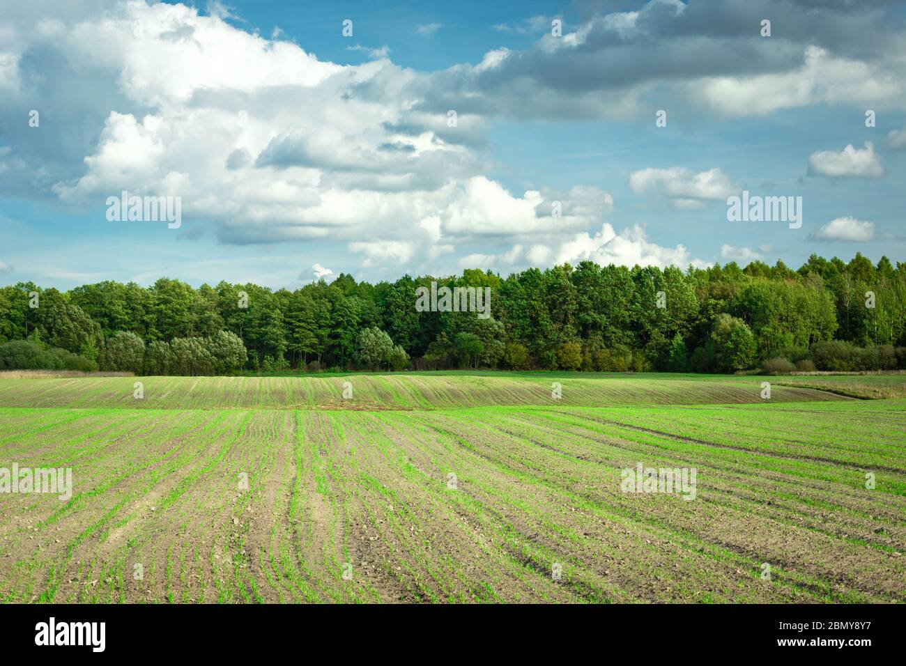 Champ avec plantes en croissance, forêt verte à l'horizon et nuages sur le ciel bleu Banque D'Images