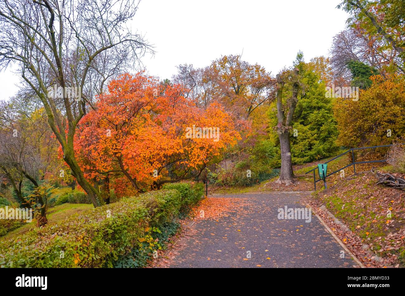 Tombez des arbres en premier plan le long du chemin dans le parc de la ville sur la colline Gellert à Budapest, Hongrie. Branches et feuillage d'automne. Arbres d'automne dans les couleurs orange et rouge. Photo horizontale. Banque D'Images