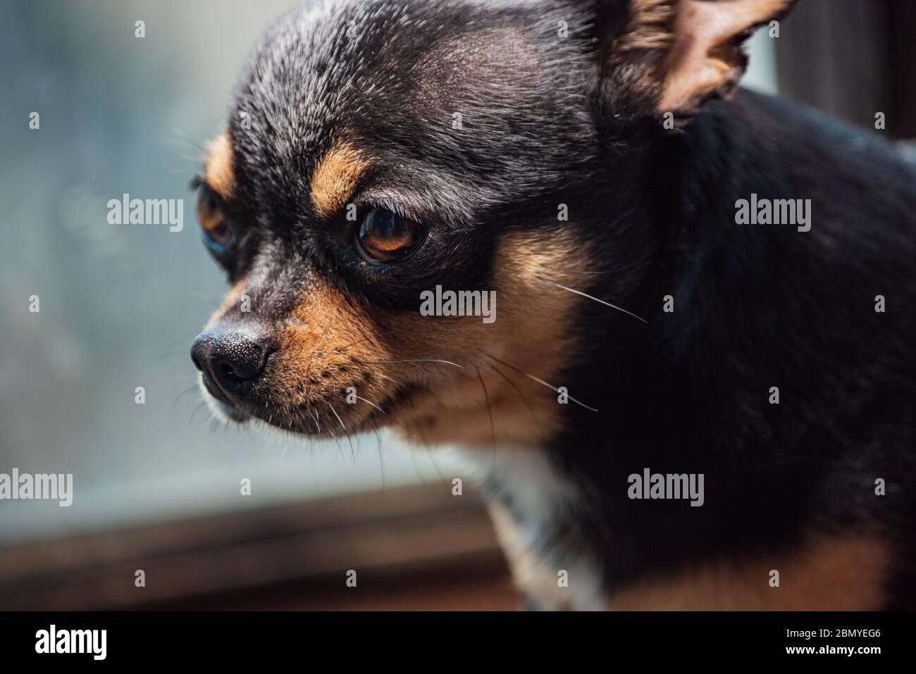 Joli chihuahua vue de la fenêtre. Petit chien en attente de marche. Seul à  la maison. Petit chien sympa. Chien Chihuahua par la fenêtre. Portrait du  petit fu Photo Stock - Alamy