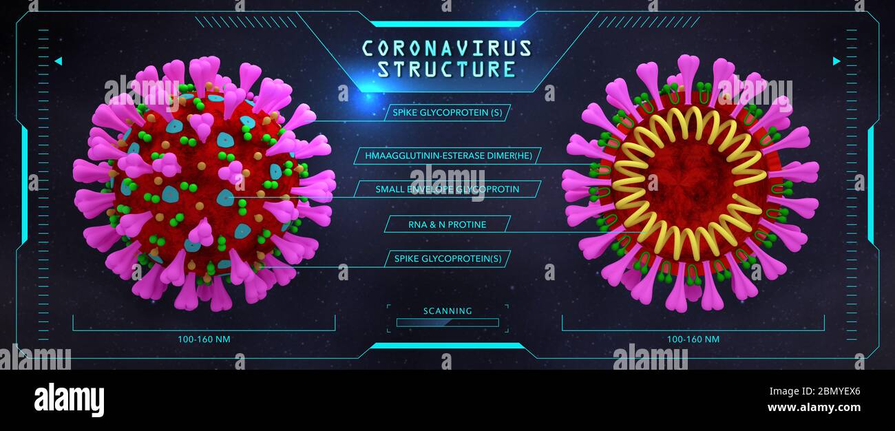 Structure du coronavirus (coupe transversale). Rendu 3D à l'intérieur et à l'extérieur. Nouvelle modélisation 3D de la vue microscopique du coronavirus(2019-nCoV). Banque D'Images
