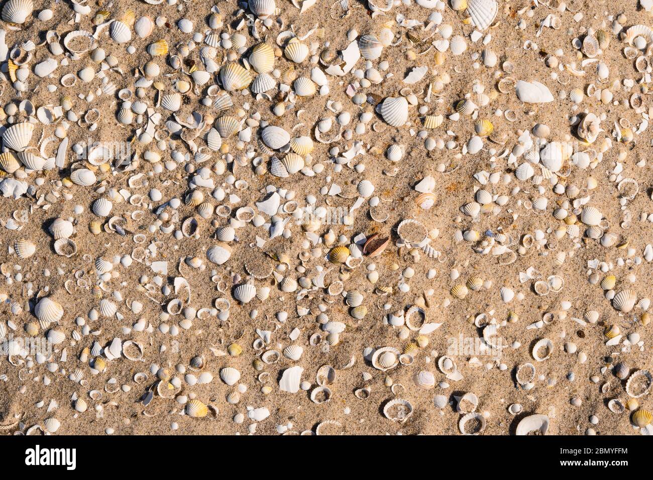 Coquillages sur une plage de sable. Fond naturel Banque D'Images