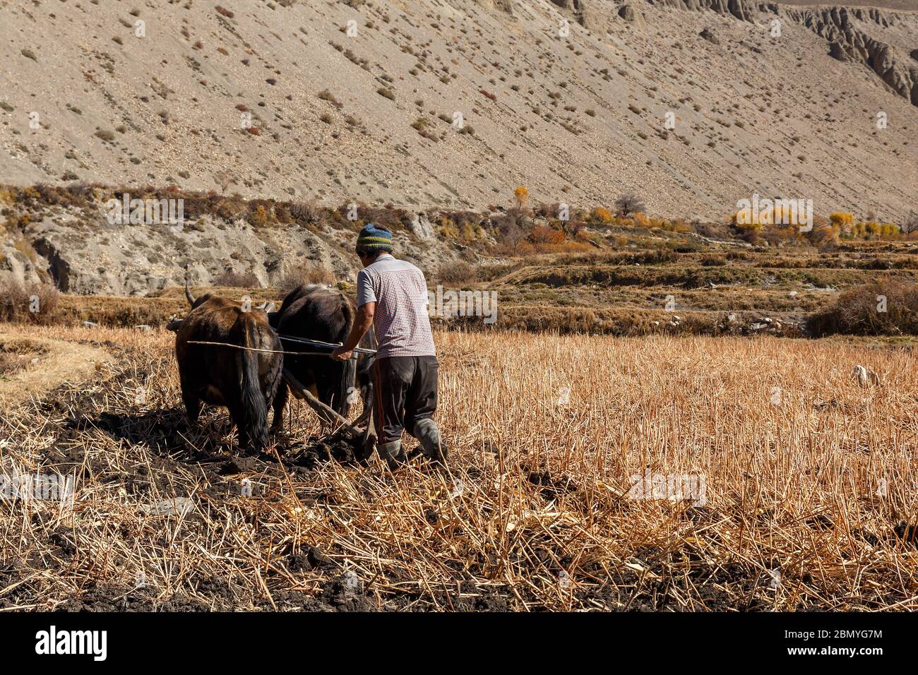 Un homme népalais pène son champ avec des taureaux. Kagbeni Village à Lower Mustang. Népal Banque D'Images