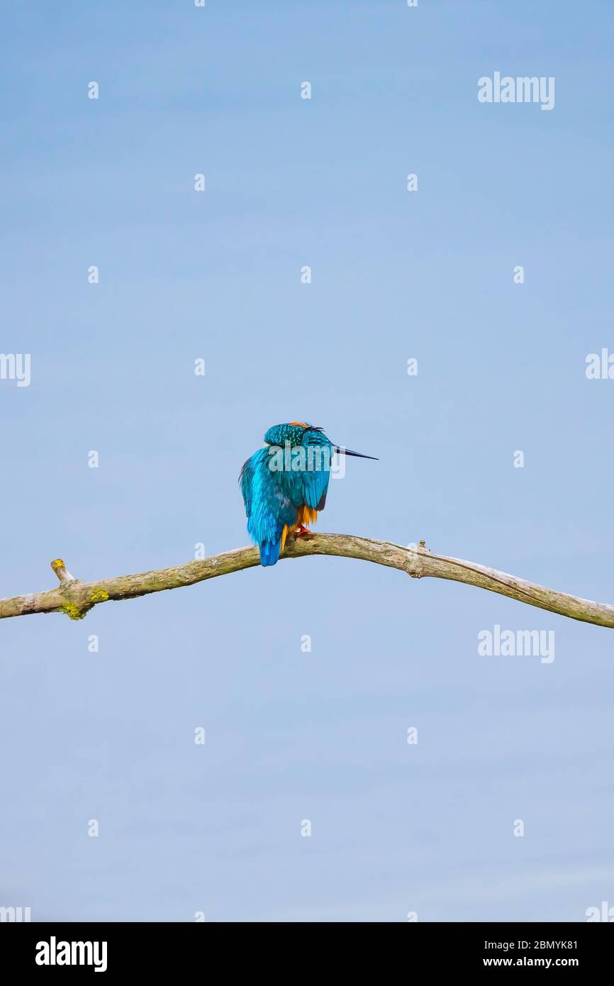 Vue arrière gros plan de l'oiseau kingfisher britannique détaillé (Alcedo atthis) perching isolé sur la branche se grattant la tête! Oiseau drôle. Banque D'Images