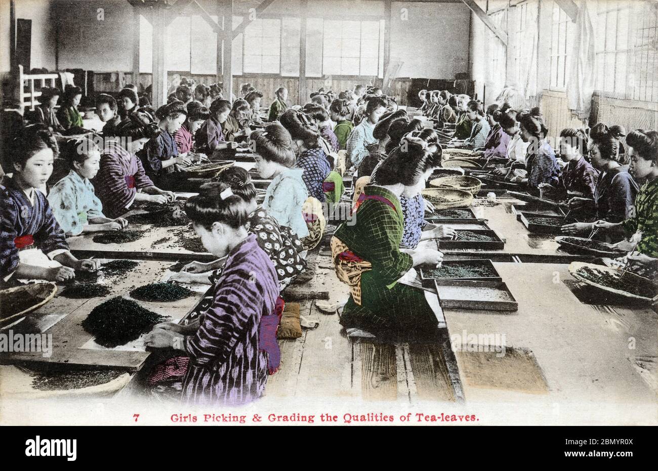 [ années 1920 Japon - femmes japonaises Tri des feuilles de thé ] — femmes et filles tri et classement des feuilles de thé, ca. 1920 (Taisho 9). Cette image provient d'une série de cartes sur l'industrie japonaise du thé. Texte original (carte 7): "Les filles cueillant et gradant les qualités des feuilles de thé." carte postale vintage du xxe siècle. Banque D'Images