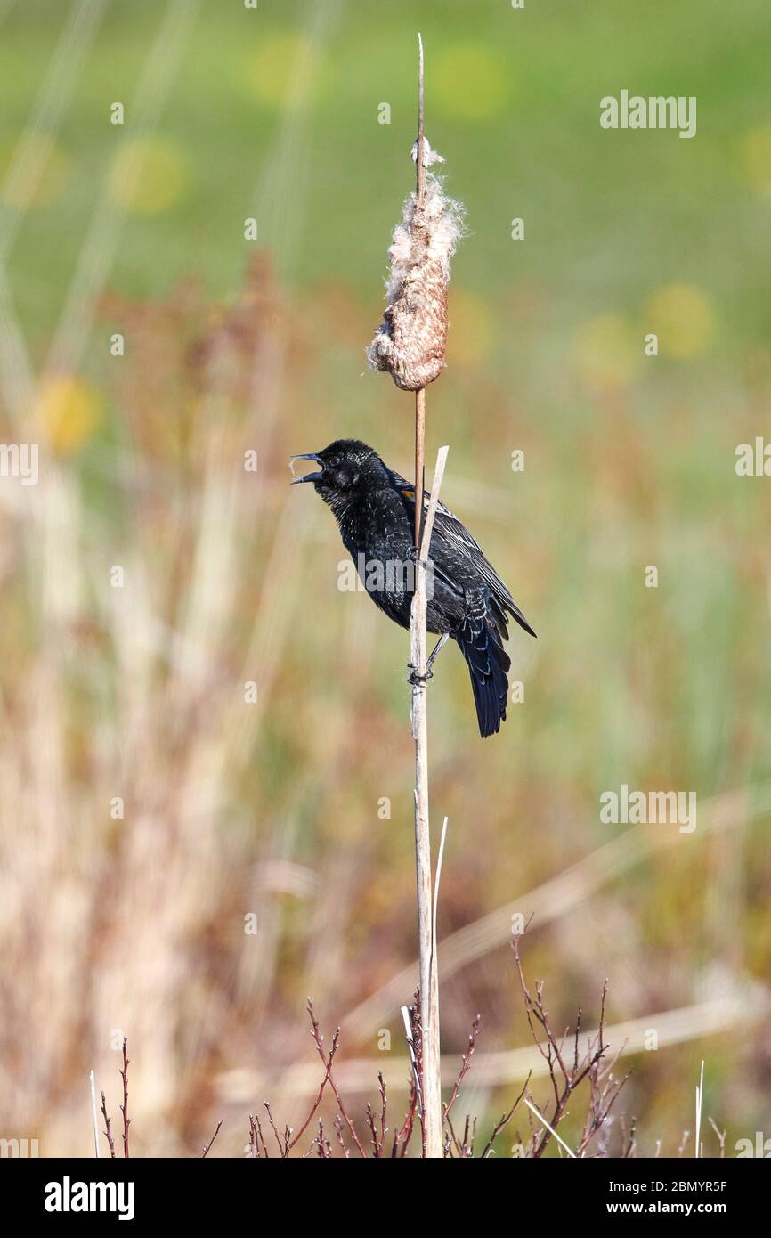 Oiseau-noir à aigree rouge (Agelaius phoeniceus) perché dans des chatons, Broad Cove, Nouvelle-Écosse, Canada, Banque D'Images
