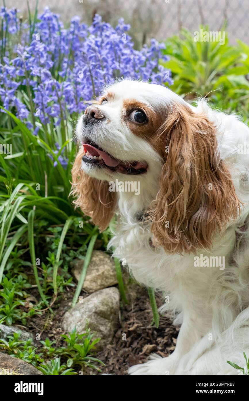 Issaquah, Washington, États-Unis. Cavalier King Charles, Mandy, assis à côté de quelques hyacinths communs. Banque D'Images