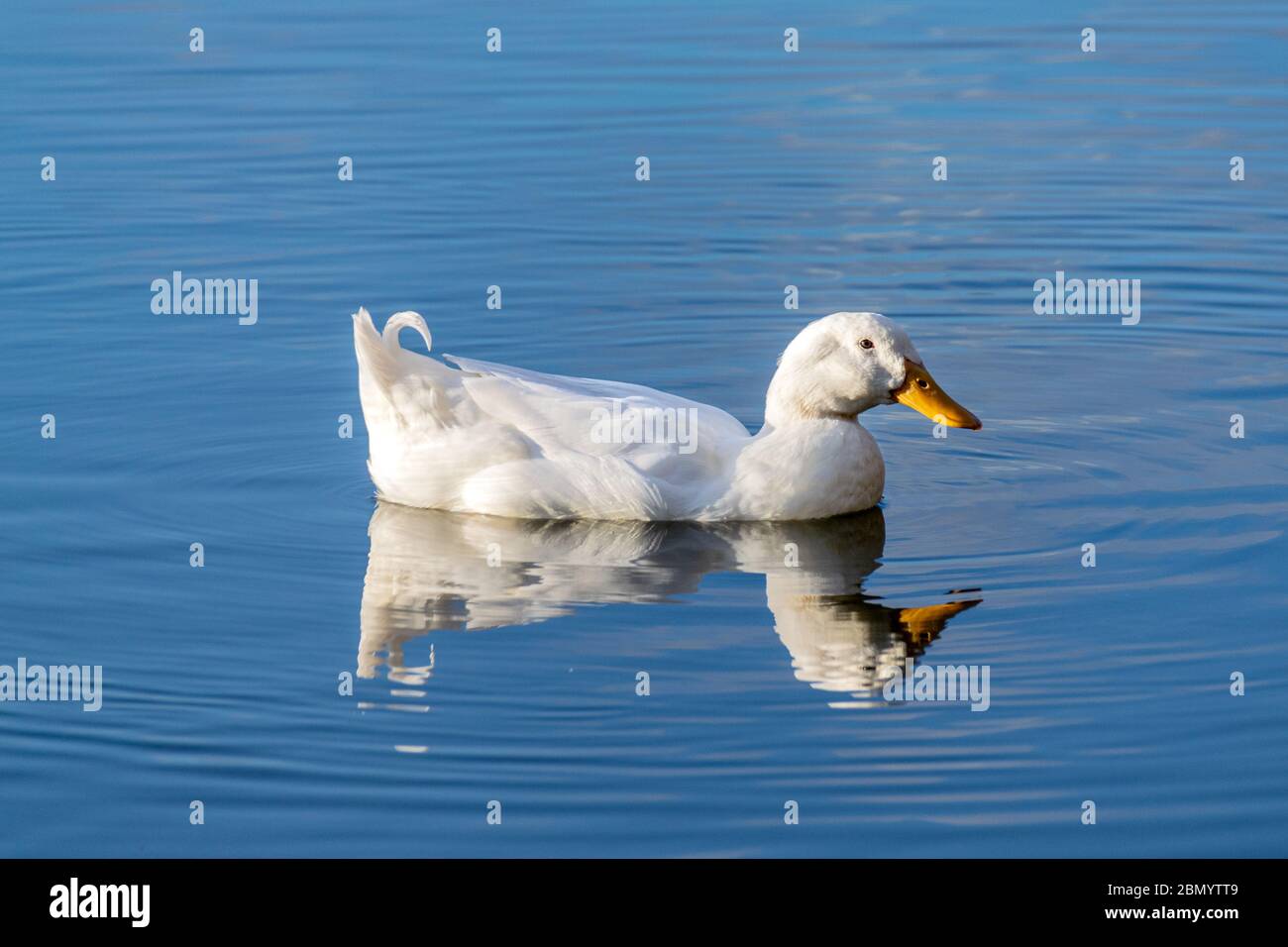 Canards blancs nageant sur un lac encore calme avec réflexion d'eau Banque D'Images