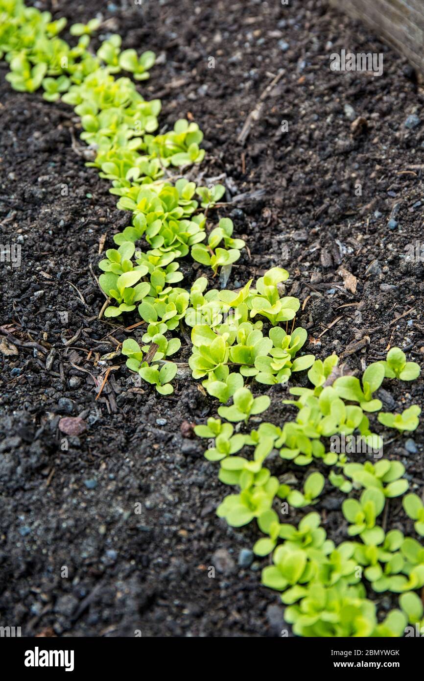 Issaquah, Washington, États-Unis. Jeunes plants de laitue Tom Thumb qui poussent à partir de semences qui doivent être éclaircies dans un jardin de printemps. Banque D'Images