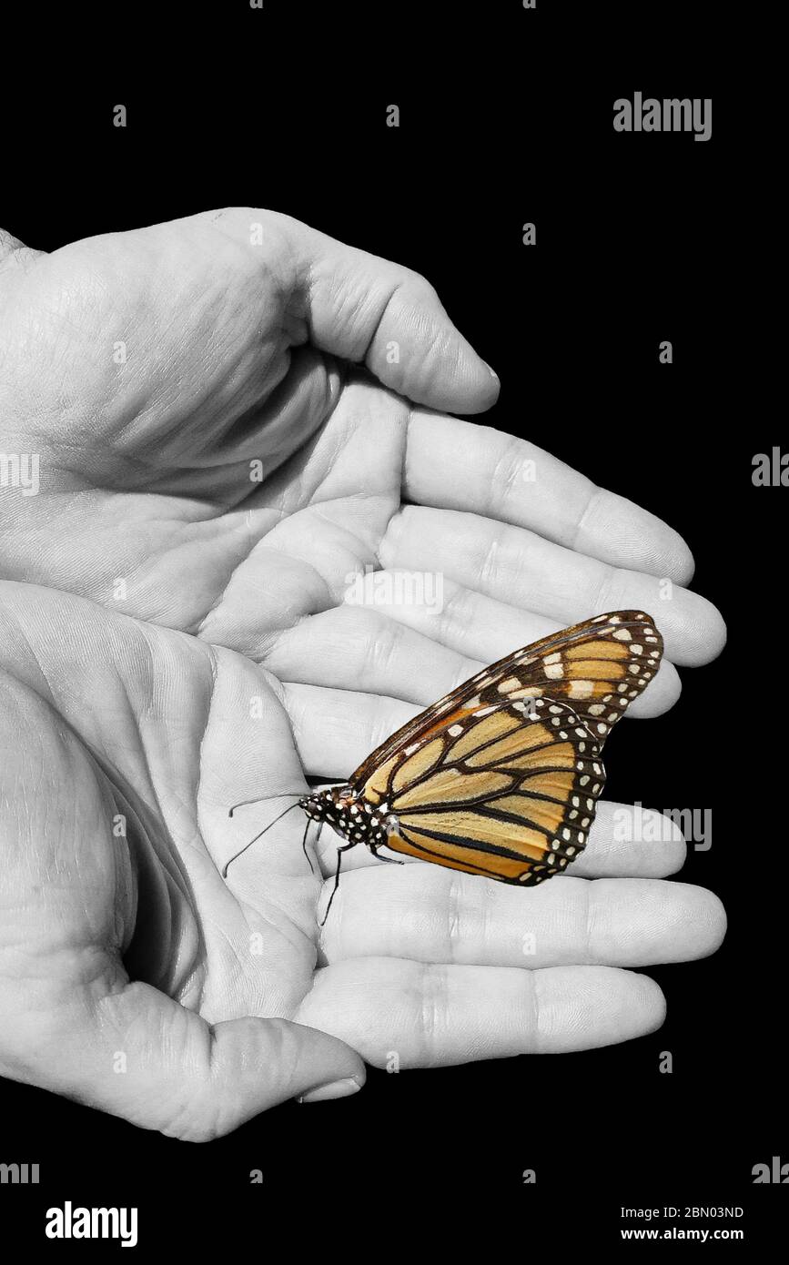 Arrière-plan spirituel avec papillon et mains humaines isolées dans fond noir Banque D'Images