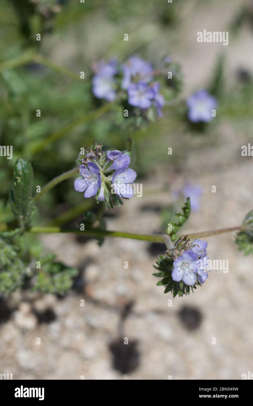 Scorpionweed distant, Phacelia Distans, Boraginaceae, natif annuel sur les bords de Twentynine Palms, désert de Mojave du Sud, Springtime. Banque D'Images