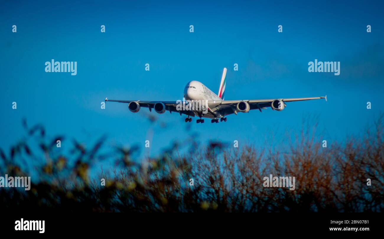 Un Airbus A380 Emirates sur l'approche finale de la piste heathrow 27R avec des arbres au premier plan. Banque D'Images