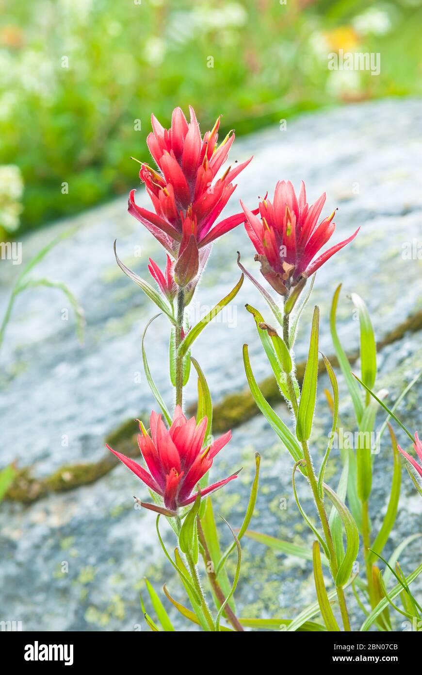 Un trio de pinceaux indiens rouges, Castilleja miniata, qui poussent dans un pré du parc national Jasper, dans les rocheuses canadiennes. Banque D'Images