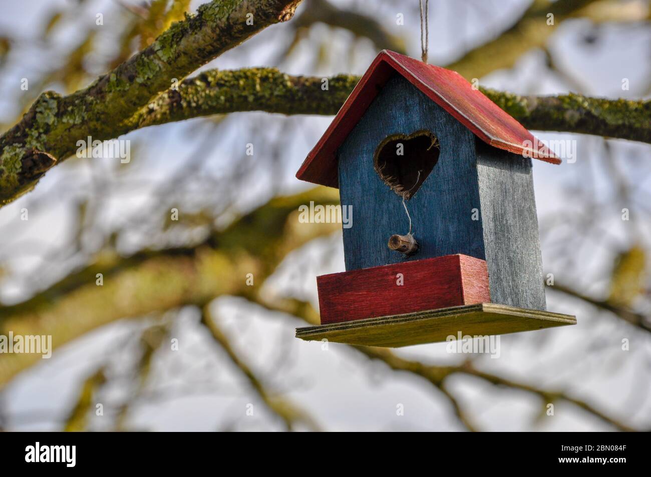 Une petite boîte de nidification pour oiseaux rouges et bleus accrochée à un arbre en hiver Banque D'Images