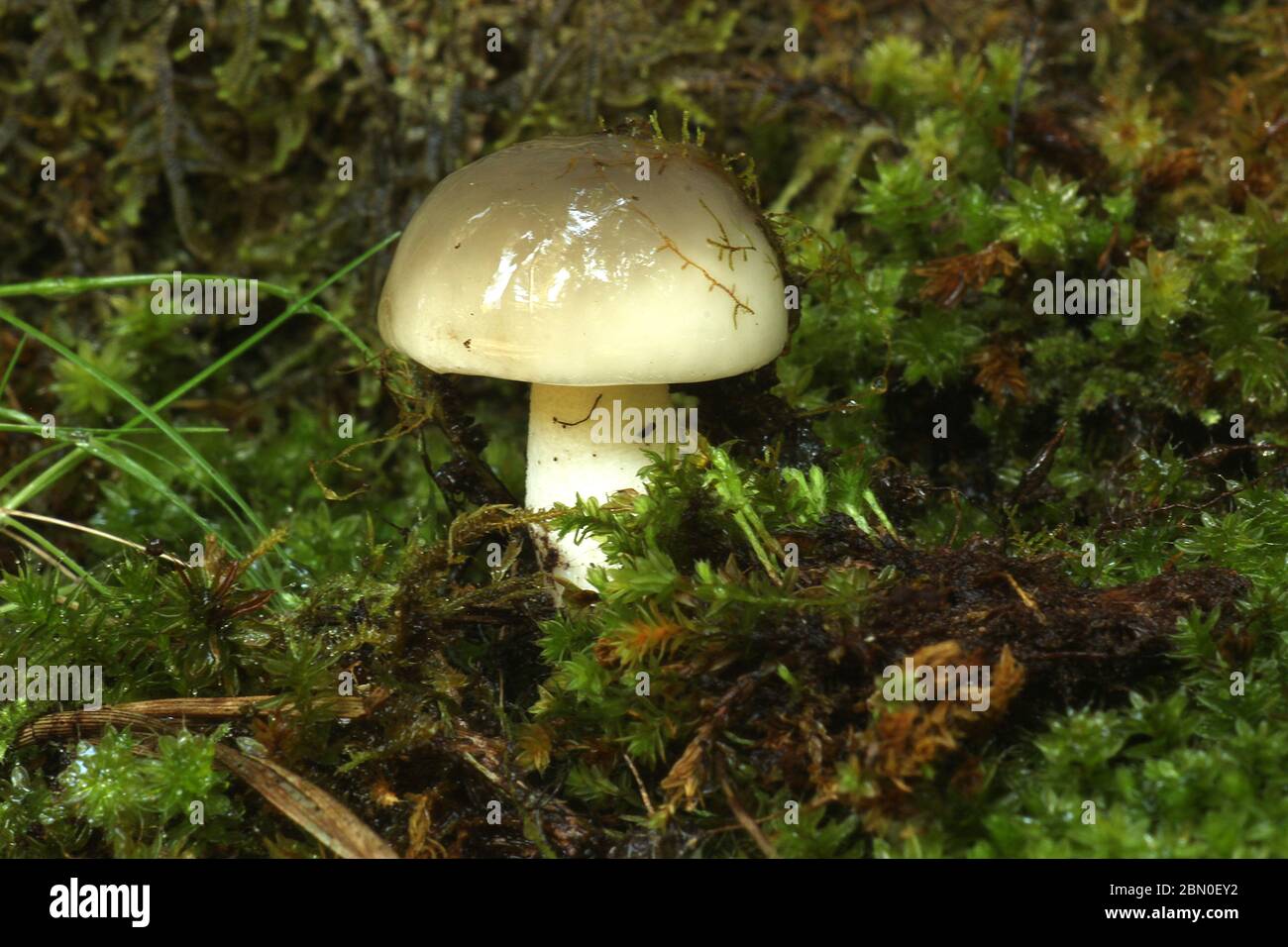 Champignon de la calotte de la mort (Agaricales?) Banque D'Images