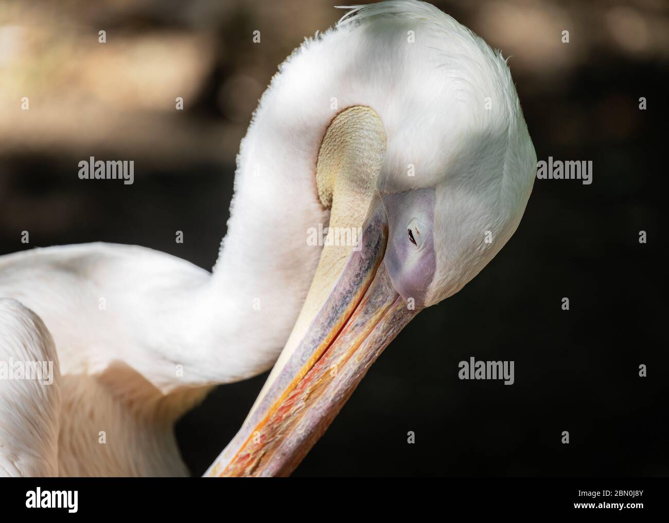 Gros plan d'un Pelican. Banque D'Images