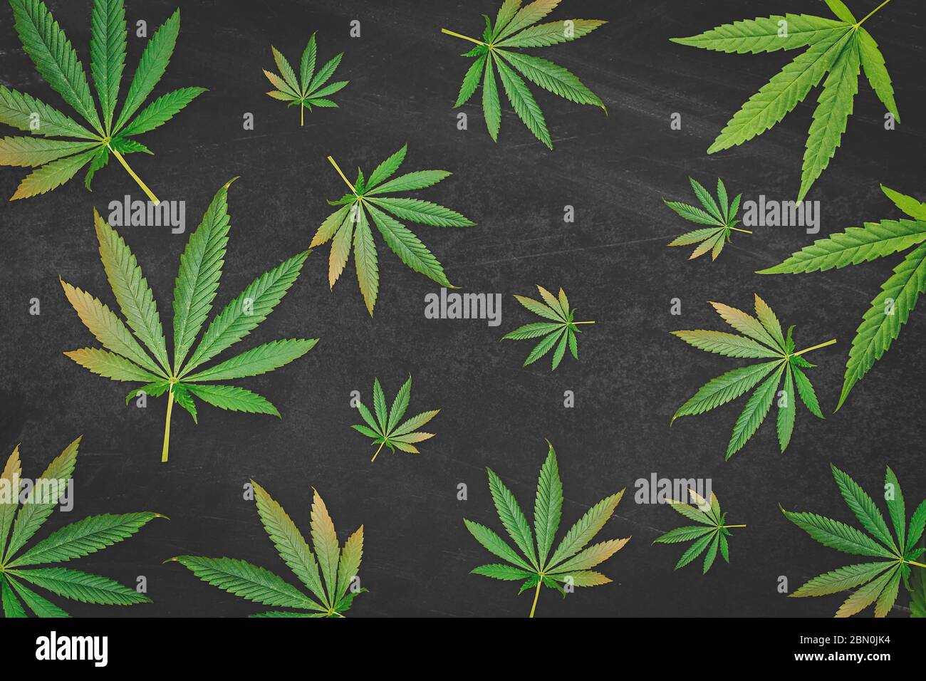 Motif de feuilles de cannabis sur fond noir rayé Banque D'Images
