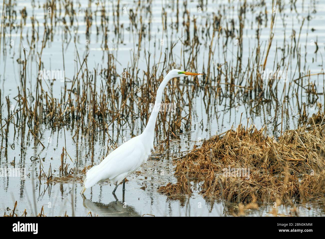 Super Egret en saison d'accouplement. Refuge national de la faune de Bombay Hook. Delaware. ÉTATS-UNIS Banque D'Images