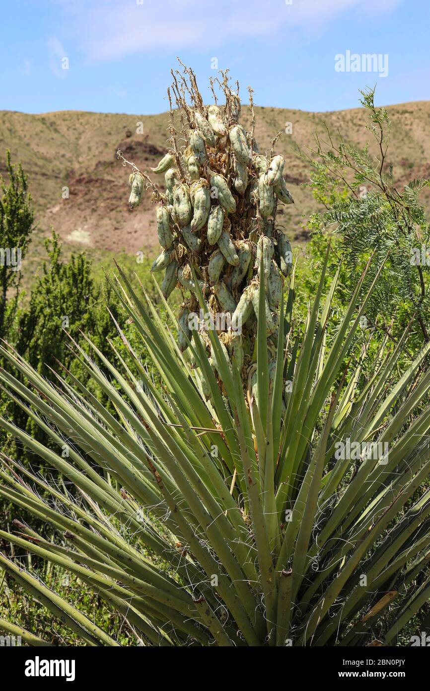 Yucca banane portant des fruits dans le sud-ouest du Texas Banque D'Images