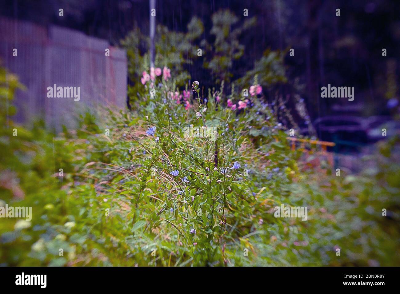 Filtre flou léger arrière-plan floral naturel doux dans des couleurs vintage avec une mise au point douce. Belle prairie d'été avec fleur de trèfle herbe coucher de soleil dans sp Banque D'Images