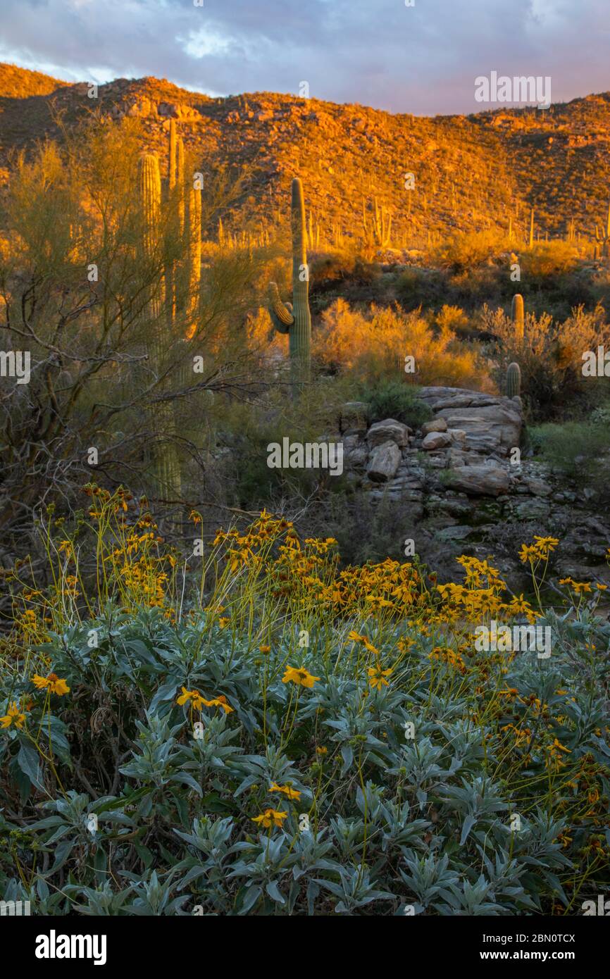 Floraison du désert de Sonora, montagnes de Tortolita, Marana, près de Tucson, Arizona. Banque D'Images