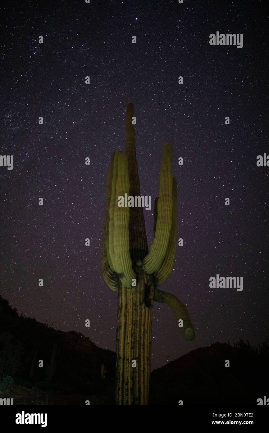 Saguaro la nuit, montagnes de Tortolita, Marana, près de Tucson, Arizona. Banque D'Images