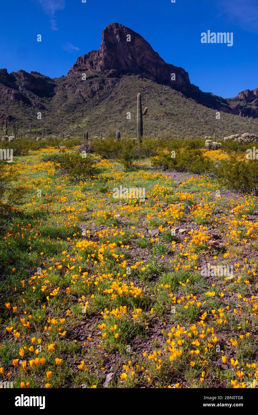 Des coquelicots au parc national de Picacho Peak, près de Tucson, Arizona. Banque D'Images