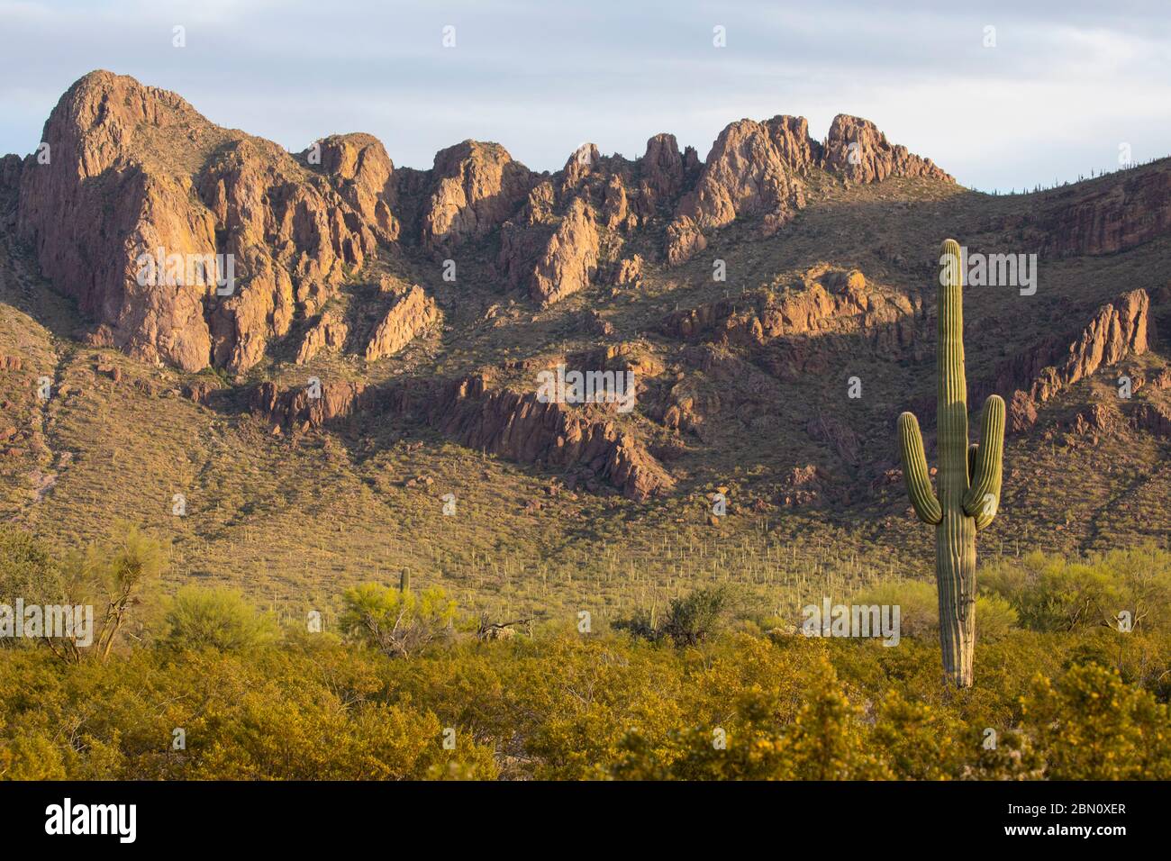 Paysage désertique classique, Tucson, Arizona. Banque D'Images