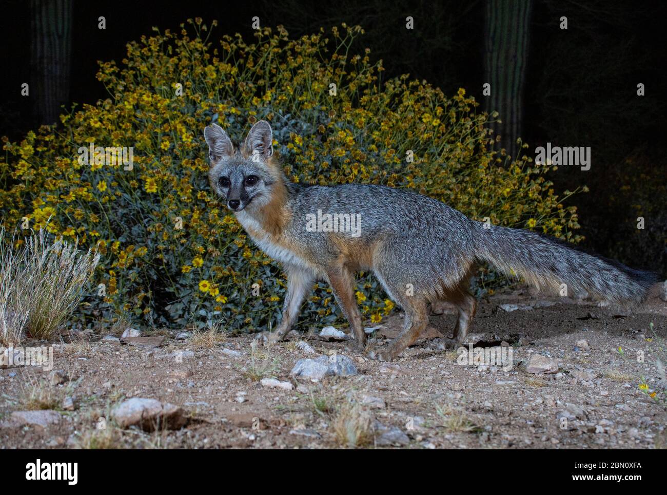 Gray Fox, Tortolita Mountains, Marana, près de Tucson, Arizona. Banque D'Images