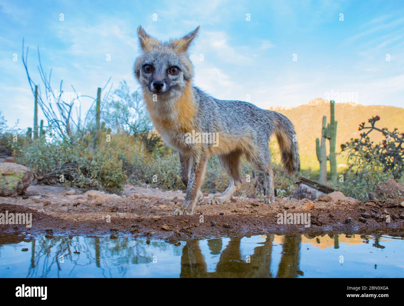 Gray Fox, Tortolita Mountains, Marana, près de Tucson, Arizona. Banque D'Images