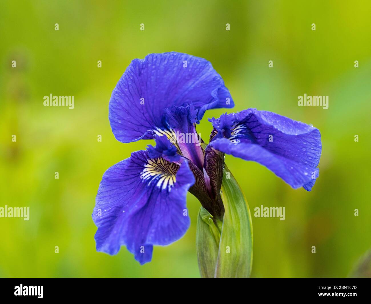 Iris sauvage, Seward, Alaska. Banque D'Images