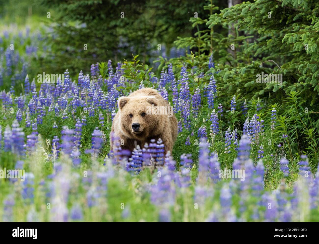 Brown Bear, parc national du lac Clark, Alaska. Banque D'Images