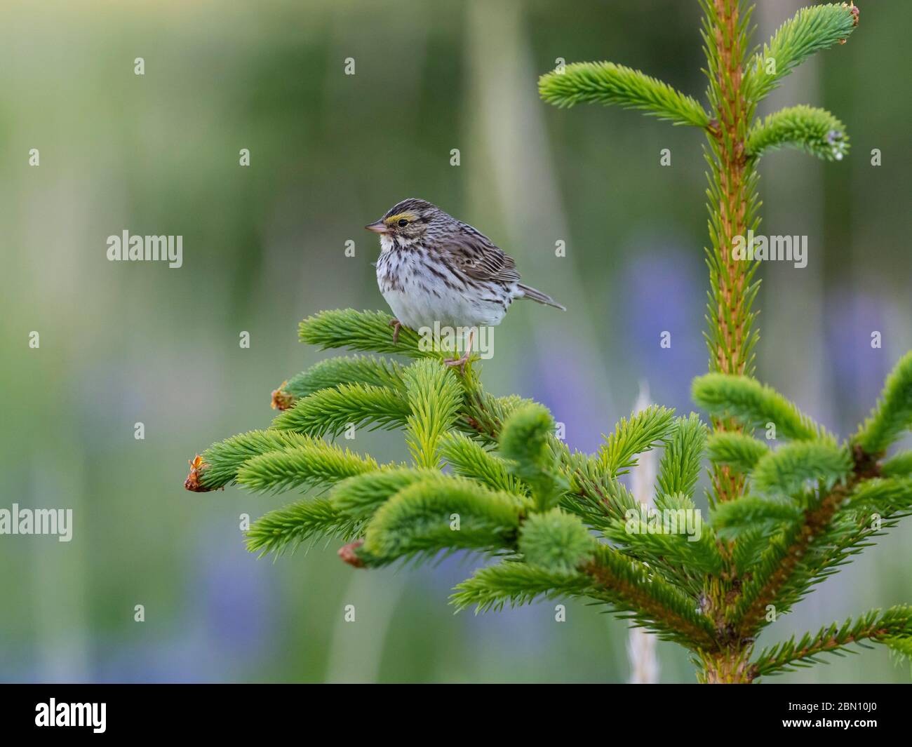 Sparrow de Savannah, parc national du lac Clark, Alaska. Banque D'Images