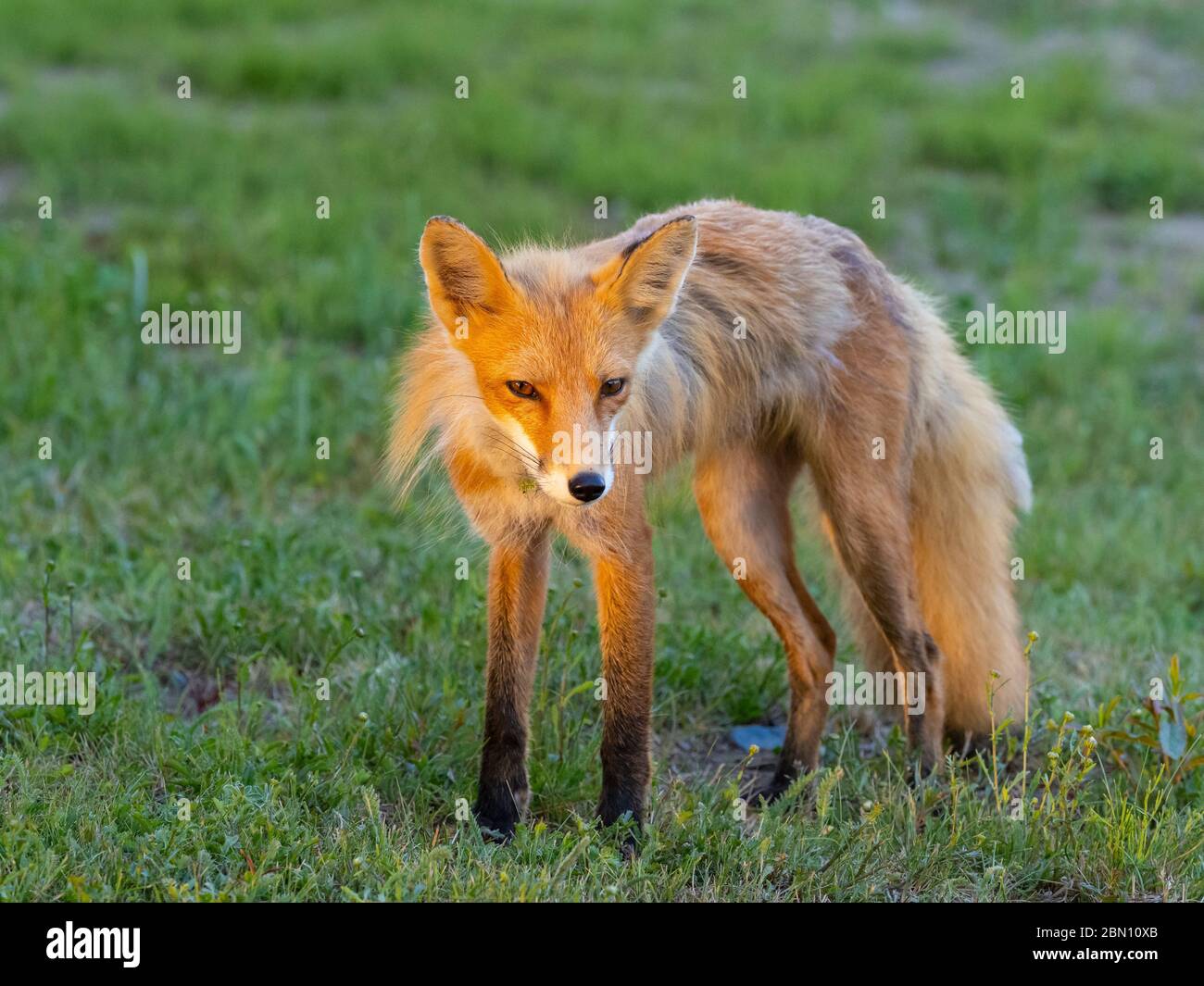 Red Fox, parc national du lac Clark, Alaska. Banque D'Images