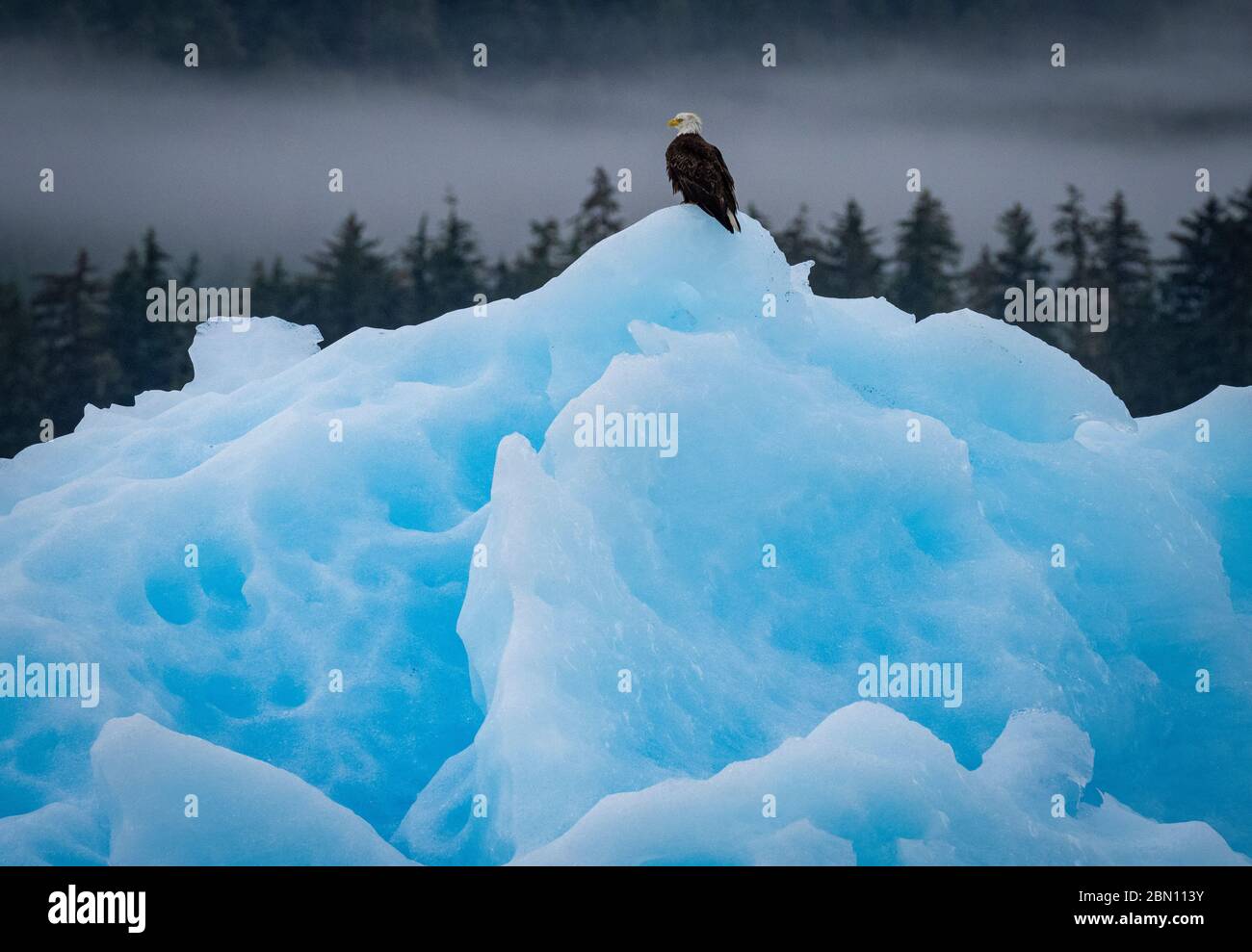 Pygargue à tête blanche sur l'iceberg. Tracy Arm, forêt nationale de Tongass, Alaska. Banque D'Images