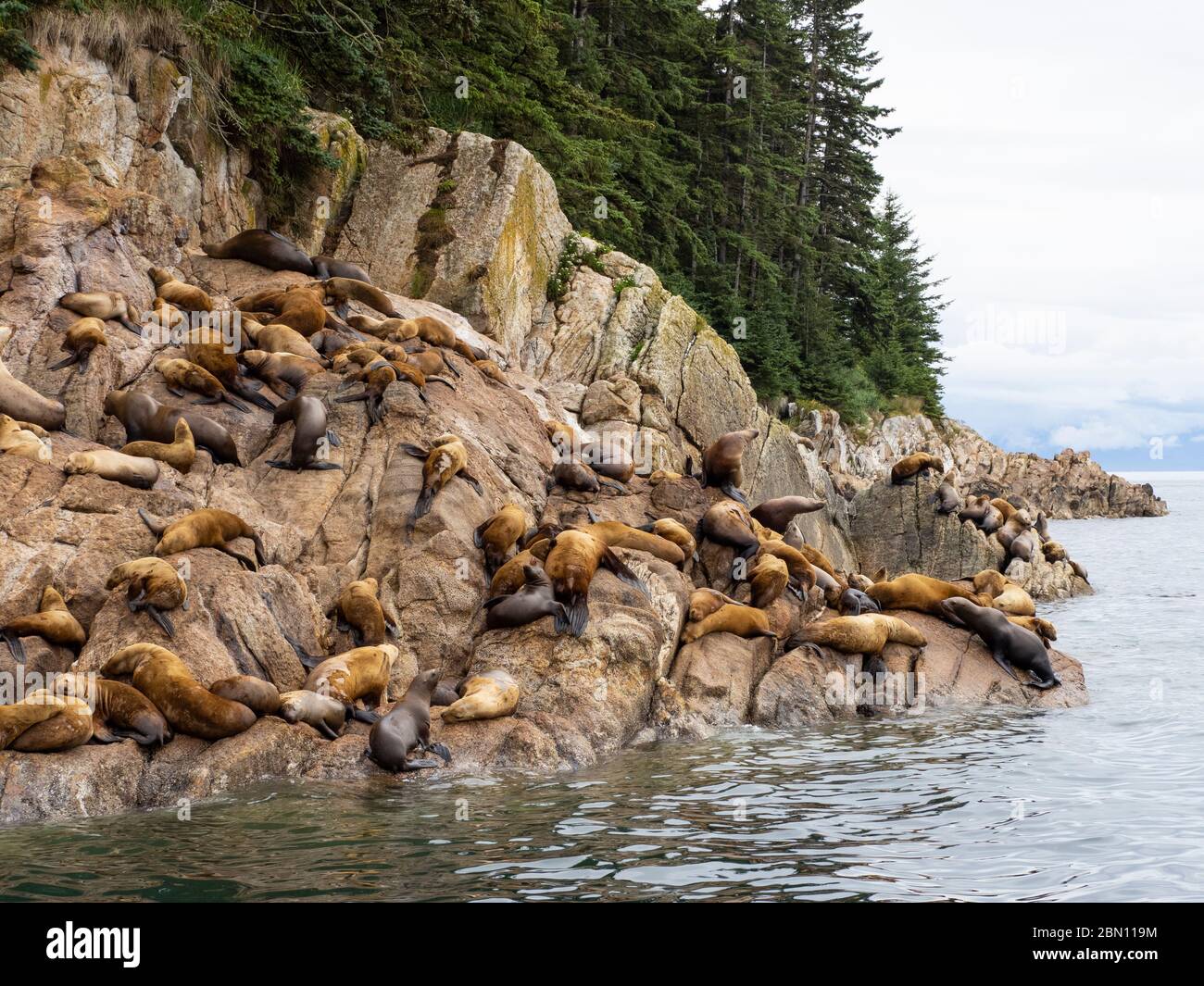 Lion de mer de Steller (Eumetopias jubatus), forêt nationale de Tongass, Alaska. Banque D'Images