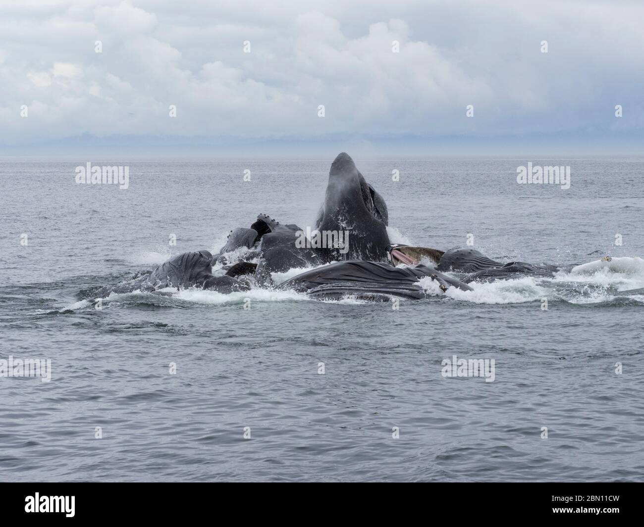Baleines à bosse à filet moussant, forêt nationale de Tongass, Alaska. Banque D'Images