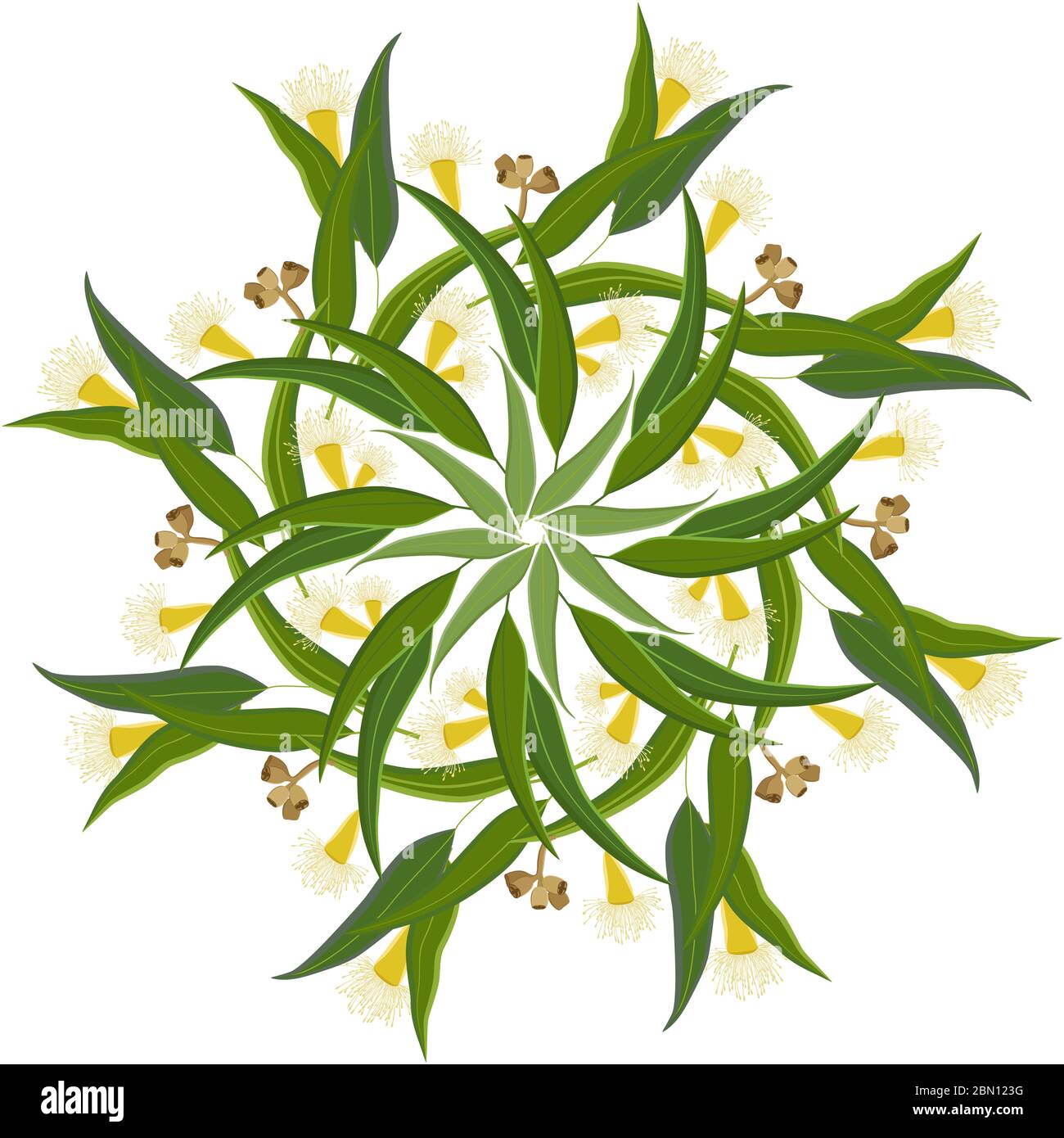 Décoration ronde abstraite, mandala avec feuilles d'eucalyptus et fleurs. Motif floral circulaire coloré, motif isolé sur fond blanc Illustration de Vecteur