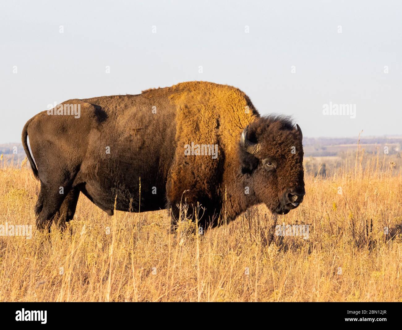 Bison on the Maxwell Wildlife refuge, près de Canton, Kansas Banque D'Images