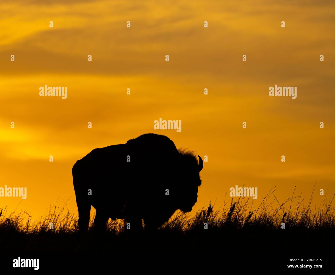 Bison on the Maxwell Wildlife refuge, près de Canton, Kansas Banque D'Images