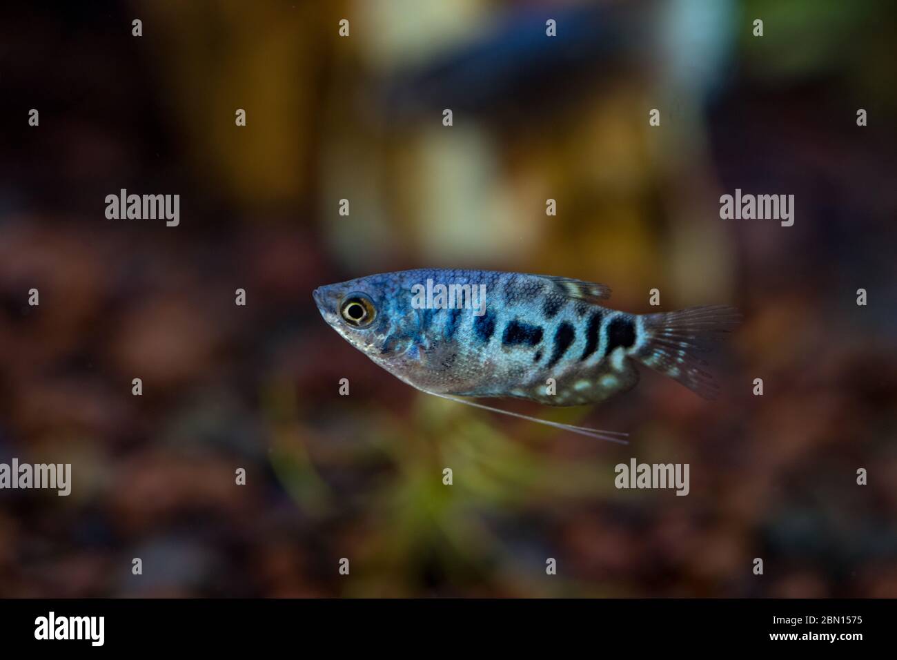 Blue Cosby Gourami, trichogaster trichopterus ou Opaline Gouramis. Magnifique poisson d'aquarium, dont le corps est tacheté en noir, nagez librement dans l'eau. Banque D'Images