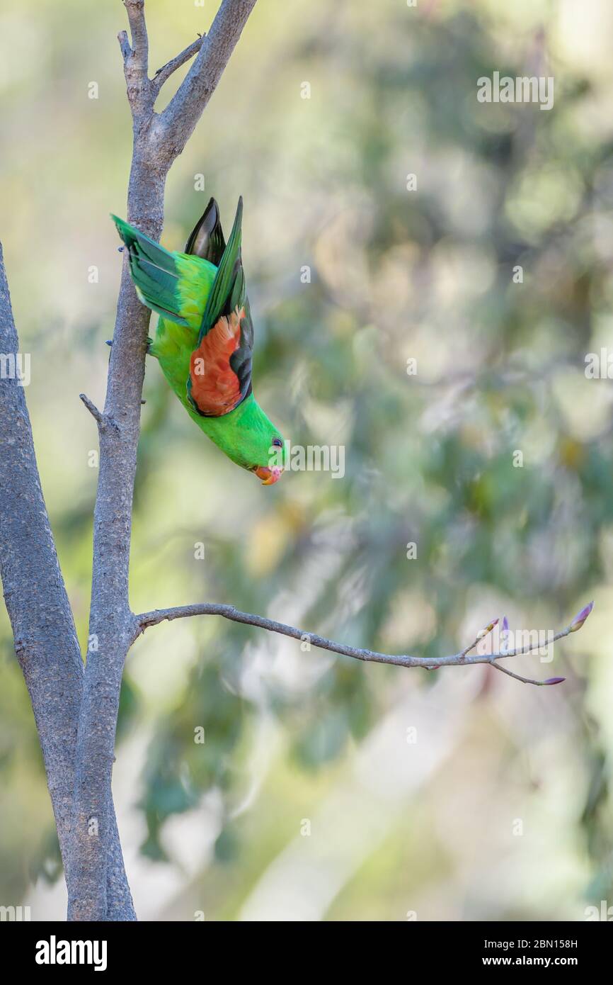 Perroquet australien à ailes rouges, perché sur un arbre de l'arrière-pays autour d'un petit trou d'eau, qui éveille la région avec verrue avant de étancher sa soif à Undarra. Banque D'Images