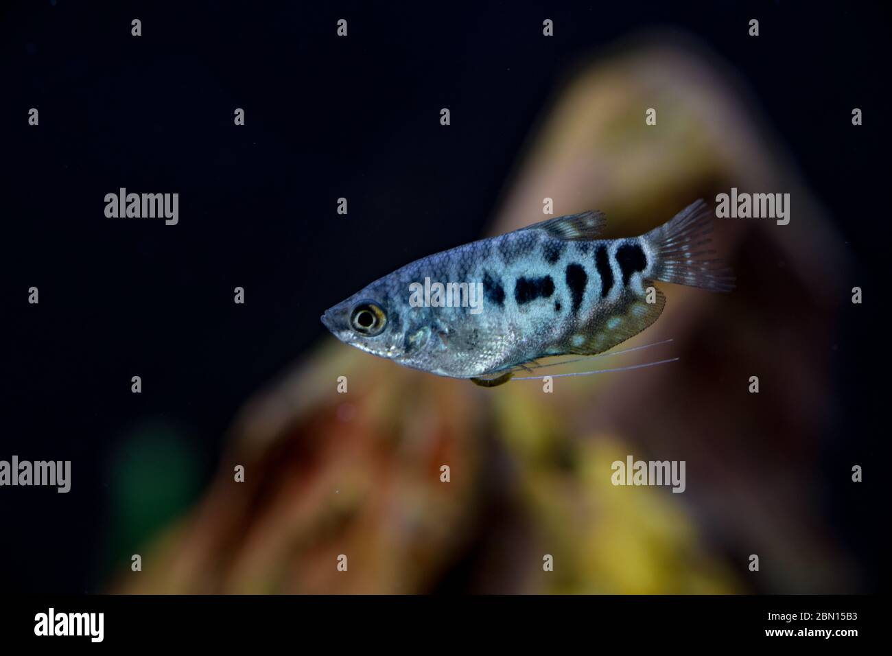 Blue Cosby Gourami, trichogaster trichopterus ou Opaline Gouramis. Magnifique poisson d'aquarium, dont le corps est tacheté en noir, nagez librement dans l'eau. Banque D'Images