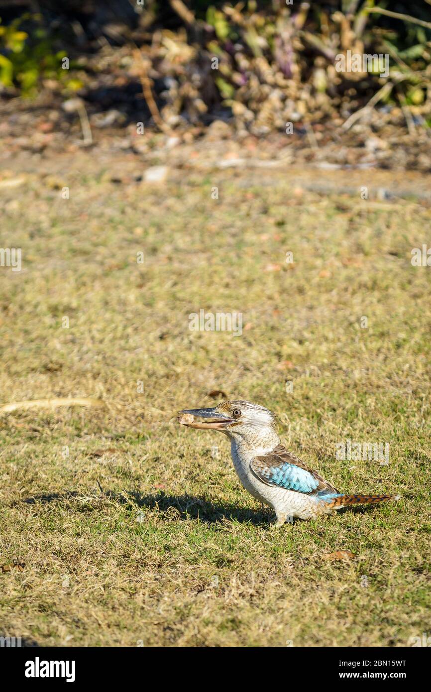 Kookaburra à ailes bleues, le plus grand kingfisher, debout sur une parcelle herbeuse sous le soleil de l'après-midi avec un délicieux morsel dans son bec de Townsville, Queensland. Banque D'Images