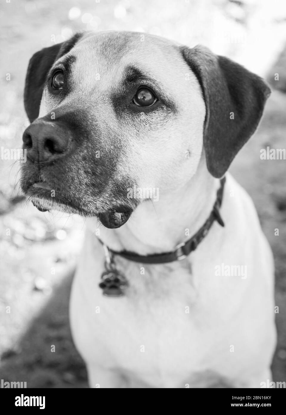 Bullmastiff x Staffordshire Bull Terrier, chien de secours, Melbourne, Australie Banque D'Images