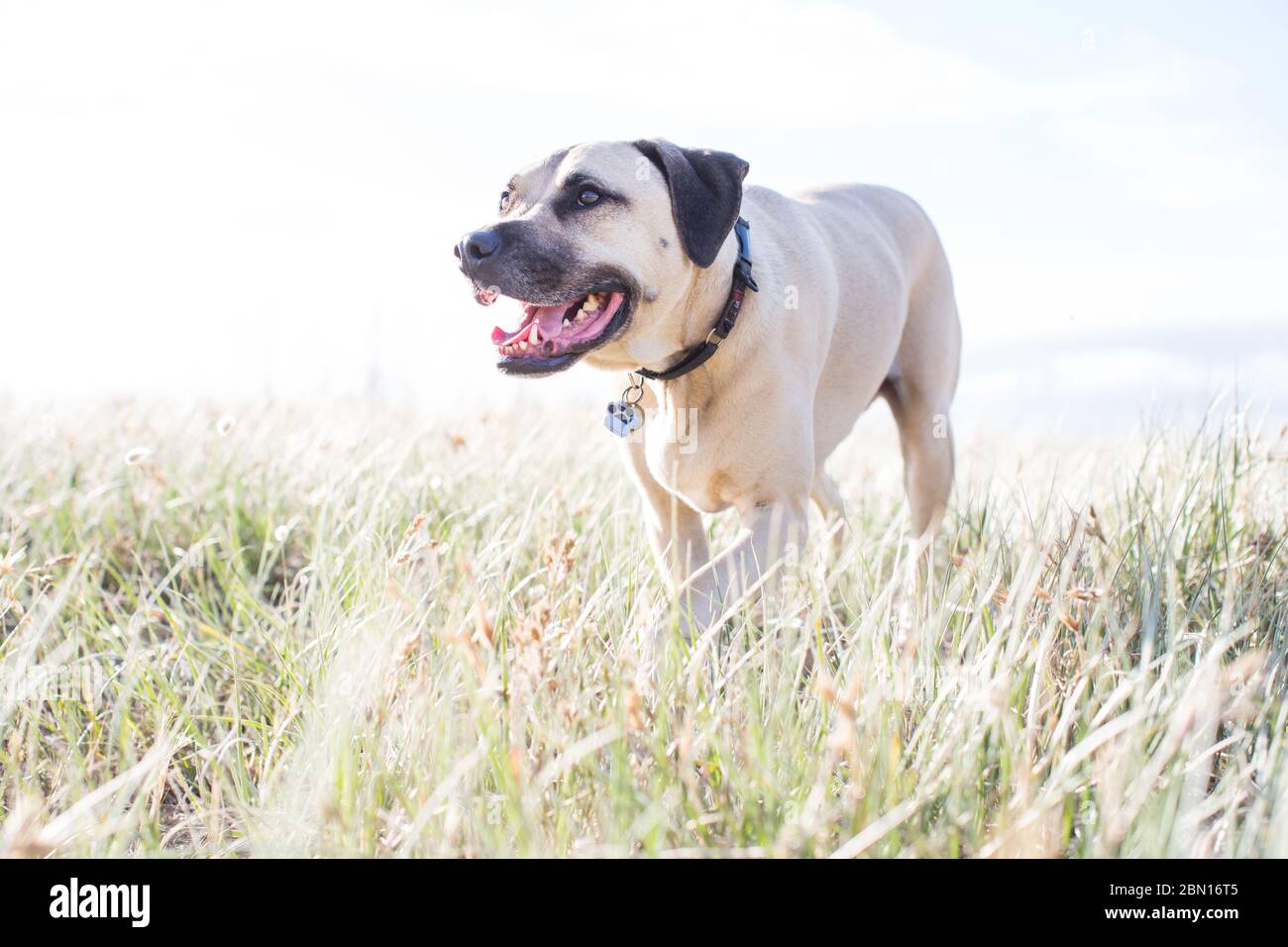 Bullmastiff x Staffordshire Bull Terrier, chien de secours, Melbourne, Australie Banque D'Images