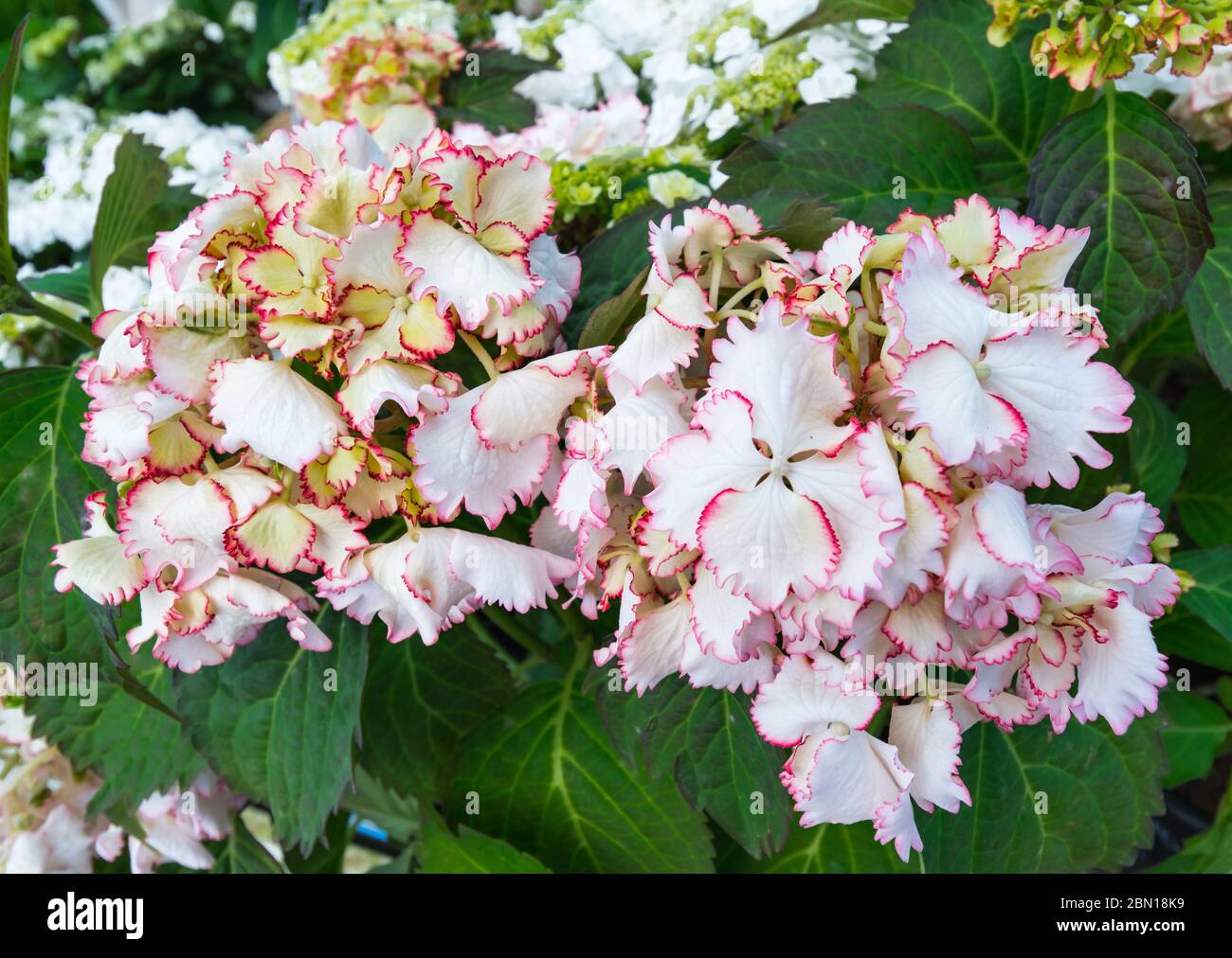 Hydrangea macrophylla 'cocktail', un arbuste à feuilles caduques compacte arrondie avec mophead fleurs en été dans le West Sussex, Royaume-Uni. Banque D'Images Hydrangea macrophylla 'cocktail', un arbuste à feuilles caduques compacte arrondie avec mophead fleurs en été dans le West Sussex, Royaume-Uni. Banque D'Images