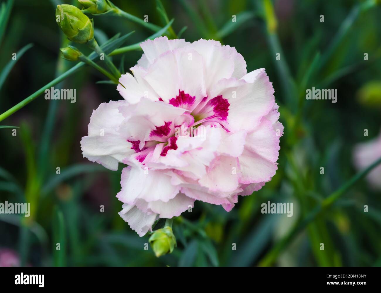 Rose Cottage Dianthus 'Gran's favorite' Fleur oeillet qui fleurit au printemps dans le West Sussex, Royaume-Uni. Banque D'Images