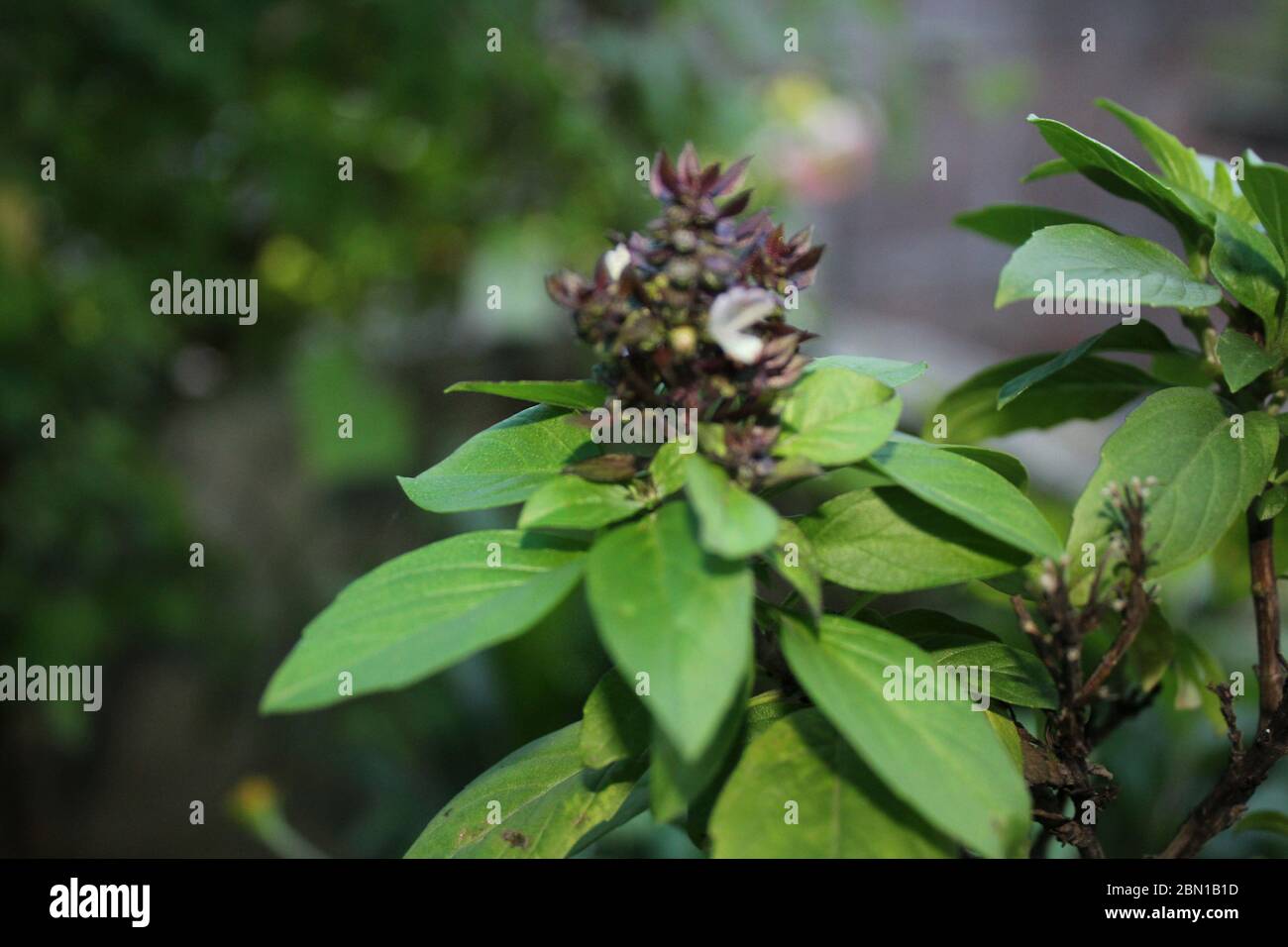 Herbe aromatique, basilic, ocimum basilicum, plante pourpre de basilic poussant dans un jardin biologique de maison. Banque D'Images